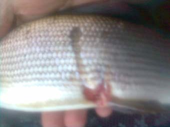 grayling